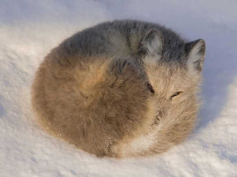 无人,横图,室外,雪,全球变暖,哺乳动物,狐狸,野生动物,美国,环绕,缠绕,捕食,自然,动物,休息,摄影,生物学,北极狐,纠缠,睡觉,彩图,卷须