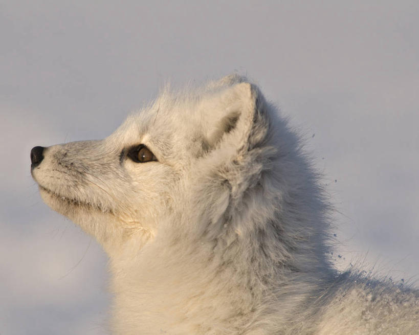 无人,横图,特写,侧面,全球变暖,哺乳动物,狐狸,野生动物,美国,捕食,白色,自然,动物,摄影,生物学,北极狐,彩图