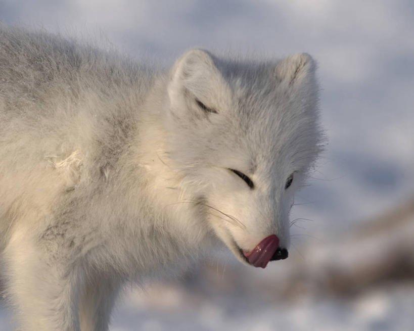 无人,横图,特写,全球变暖,哺乳动物,狐狸,野生动物,美国,捕食,白色,自然,动物,舔,摄影,生物学,北极狐,彩图