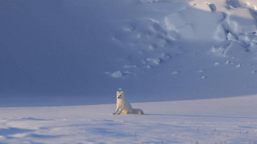 无人,坐,横图,室外,留白,雪,全球变暖,哺乳动物,狐狸,野生动物,美国,捕食,白色,自然,动物,摄影,环境,生物学,北极狐,彩图