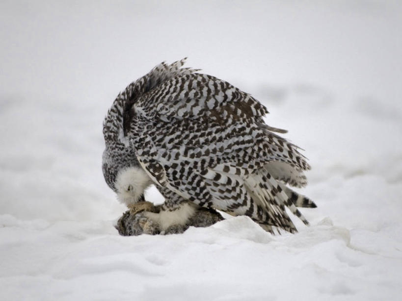 无人,吃,横图,室外,侧面,雪,猫头鹰,野生动物,羽毛,美国,鸟类,捕食,自然,动物,摄影,生物学,雪枭,北极露脊鲸,彩图,波弗特海