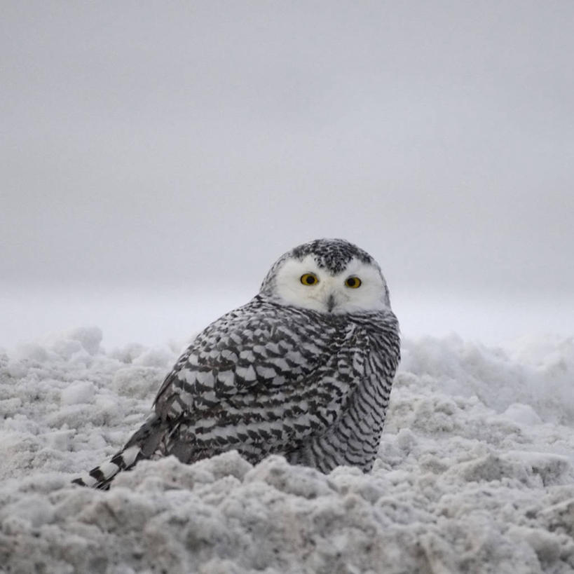 无人,方图,室外,雪,全球变暖,猫头鹰,野生动物,羽毛,美国,鸟类,捕食,自然,动物,摄影,环境,生物学,雪枭,彩图,波弗特海