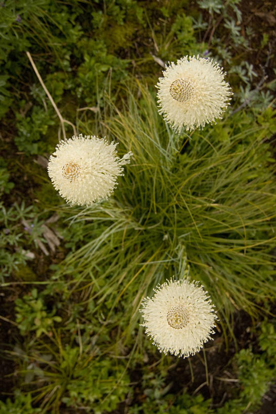 无人,竖图,俯视,室外,华盛顿,美国,野花,花,自然,摄影,北美,北美洲,美洲,华盛顿州,卡斯基德山脉,常绿之州,常青州,北亚美利加洲,亚美利加洲,彩图,高角度拍摄,美利坚合众国,熊草