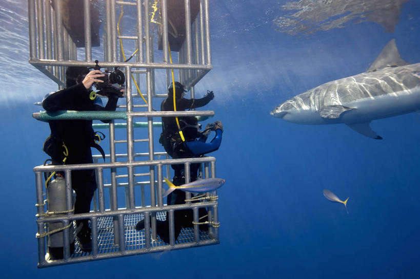 西方人,成年人,两个人,摄影师,横图,水下,鲨鱼,野生动物,墨西哥,欧洲,欧洲人,捕食,鱼类,自然,动物,摄影,太平洋,拉丁美洲,进攻,大白鲨,冒险,白种人,彩图,软骨鱼纲