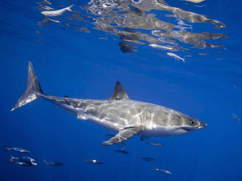 无人,横图,侧面,水下,鲨鱼,野生动物,墨西哥,捕食,鱼类,自然,动物,摄影,太平洋,拉丁美洲,进攻,大白鲨,彩图,软骨鱼纲