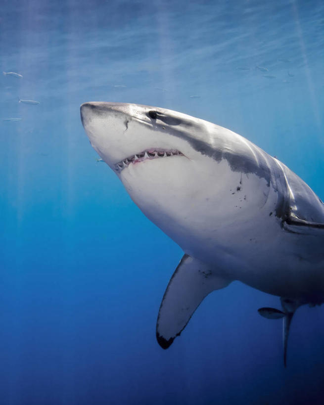 无人,竖图,正面,水下,鲨鱼,野生动物,墨西哥,捕食,鱼类,自然,动物,摄影,太平洋,拉丁美洲,进攻,大白鲨,彩图,软骨鱼纲