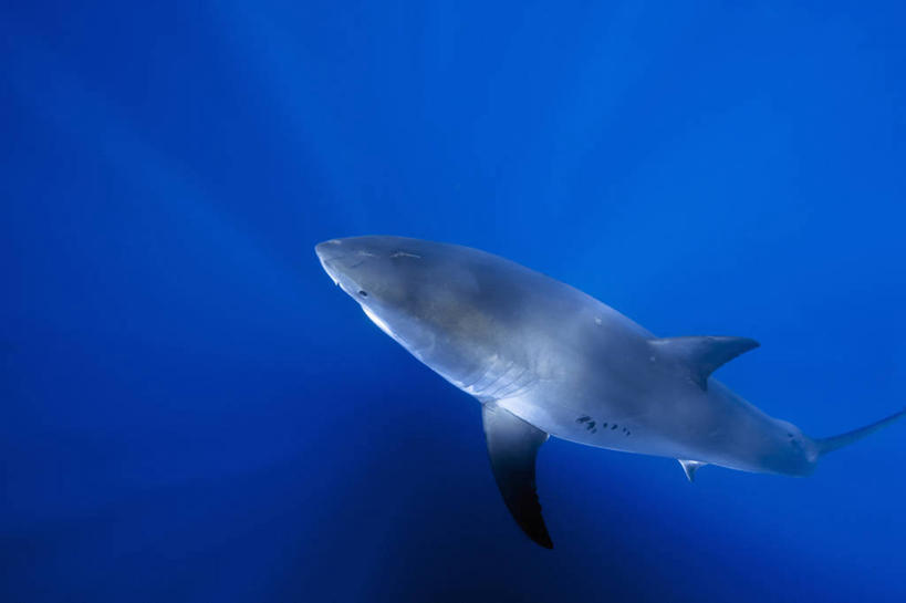 无人,横图,俯视,水下,野生动物,墨西哥,捕食,鱼类,自然,动物,摄影,太平洋,拉丁美洲,进攻,大白鲨,彩图,高角度拍摄,软骨鱼纲