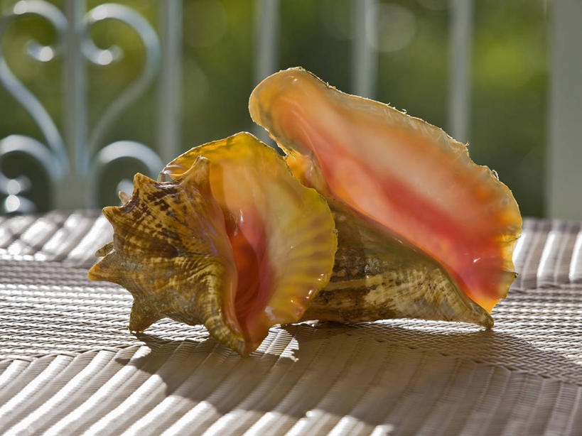 无人,横图,无脊椎动物,两个,动物,摄影,软体动物,彩图