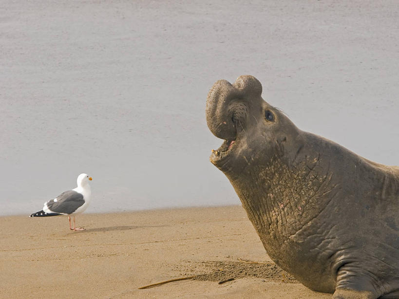无人,横图,室外,白天,侧面,海豹,海鸥,美国,海象,鸟类,沙子,动物,两只,摄影,加利福尼亚,海滩,彩图