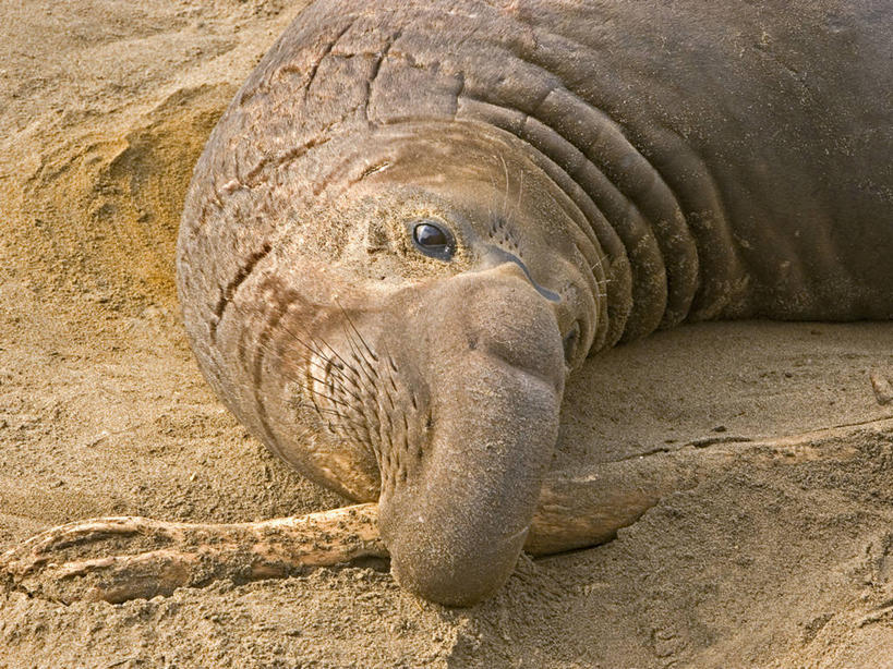 无人,横图,室外,特写,白天,海豹,美国,海象,沙子,摄影,加利福尼亚,彩图