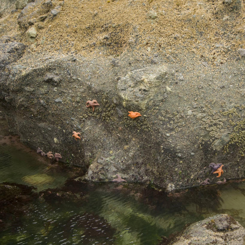 无人,公园,方图,室外,海洋,水,海星,野生动物,华盛顿,美国,无脊椎动物,自然,动物,摄影,太平洋,生物学,北美,北美洲,国家公园,美洲,棘皮动物,魟,华盛顿州,奥林匹克国家公园,常绿之州,常青州,北亚美利加洲,亚美利加洲,奥林匹克半岛,奥林匹克山脉,海滩,彩图,美利坚合众国,潮水坑