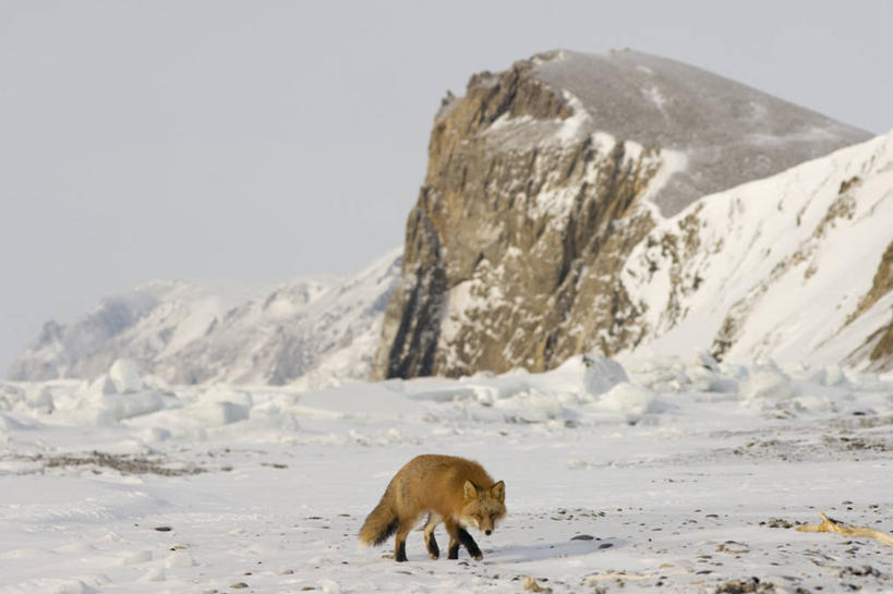 无人,横图,室外,正面,北极,雪,全球变暖,哺乳动物,狐狸,野生动物,美国,捕食,冰,自然,动物,摄影,环境,杂食动物,斗篷,红狐,彩图