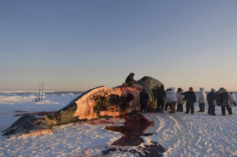 成年人,中年人,横图,室外,北极,全球变暖,哺乳动物,野生动物,美国,捕食,冰,肉,食品,自然,动物,浮冰,乘务员,血液,摄影,鲸,气象,环境,气候,因纽特人,北极露脊鲸,男人,中年男性,彩图,传统文化,冰架