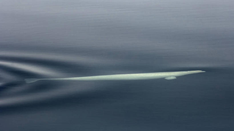 游泳,无人,横图,室外,侧面,北极,水,全球变暖,哺乳动物,野生动物,美国,自然,动物,摄影,鲸,环境,迁徙,白鲸,鲸类,彩图