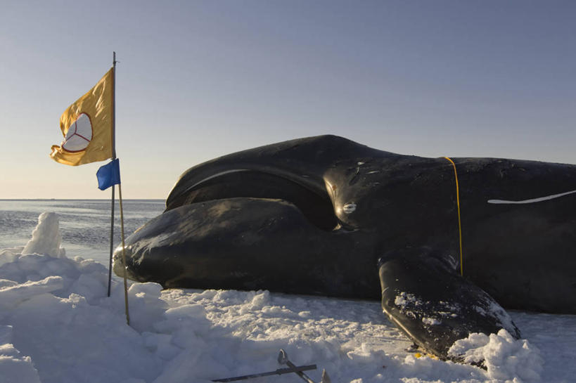 无人,横图,室外,侧面,北极,全球变暖,哺乳动物,野生动物,旗帜,美国,冰,自然,动物,浮冰,摄影,鲸,环境,生物学,北极露脊鲸,彩图,传统文化,冰架