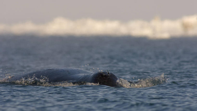 游泳,无人,横图,室外,北极,水,全球变暖,哺乳动物,野生动物,美国,自然,动物,摄影,鲸,环境,迁徙,生物学,吸气,北极露脊鲸,彩图