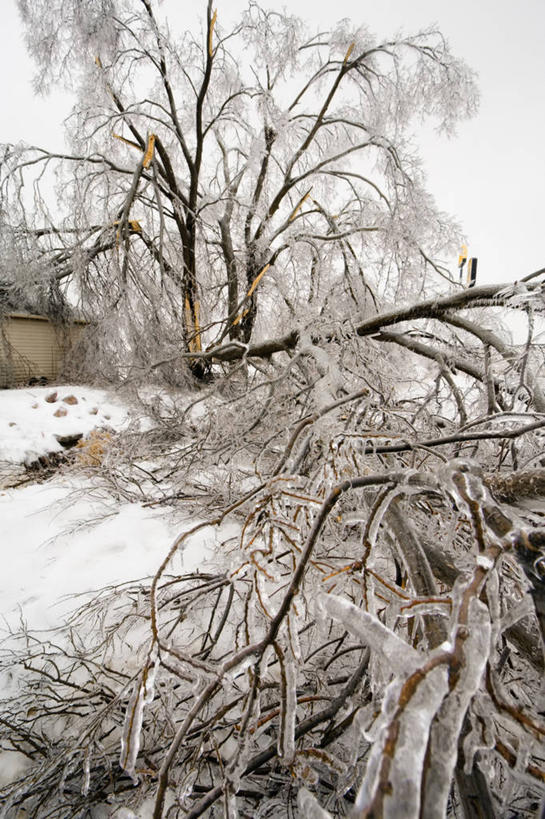 无人,横图,竖图,室外,白天,美国,冬天,天气,破坏,破损,树,电话线,寒冷,摄影,损坏,密苏里,气象学,彩图