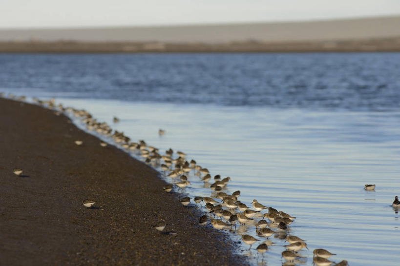 无人,横图,室外,白天,水,野生动物,美国,一群,许多,鸟类,很多,自然,动物,摄影,迁徙,生物学,矶鹞,国家野生动物保护区,半蹼鸻,海滩,彩图
