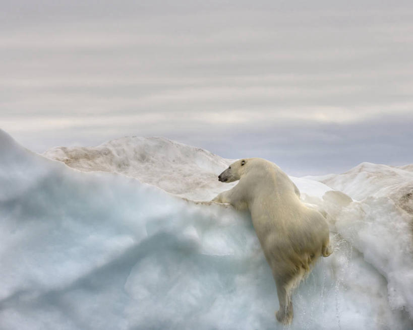 无人,攀登,横图,室外,白天,冰山,水,全球变暖,北极熊,哺乳动物,野生动物,熊,美国,科学,捕食,冰,自然,动物,摄影,环境,生物学,北冰洋,濒危物种,彩图,波弗特海,弱点