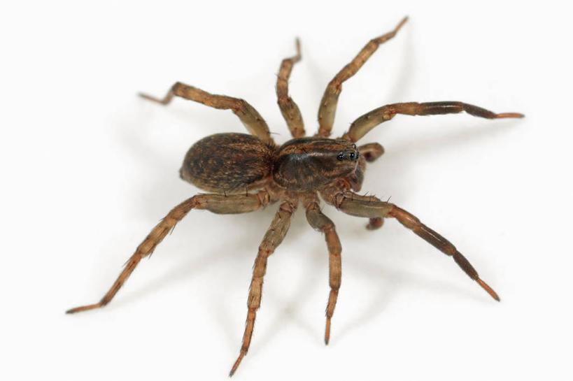 无人,横图,俯视,特写,白色背景,神秘,野生动物,欧洲,科学,捕食,蜘蛛,无脊椎动物,动物,摄影,影棚,生物学,摄影棚,节肢动物,狼蛛,彩图,高角度拍摄,影棚拍摄,拍摄,动物学