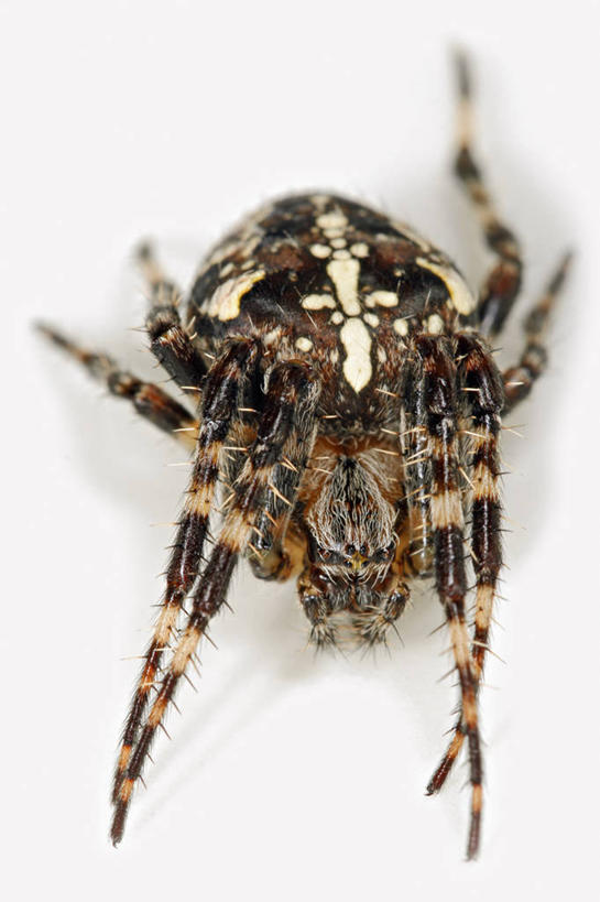 无人,竖图,特写,白色背景,神秘,野生动物,欧洲,科学,捕食,蜘蛛,无脊椎动物,动物,摄影,影棚,生物学,摄影棚,节肢动物,花园蜘蛛,彩图,影棚拍摄,拍摄,动物学