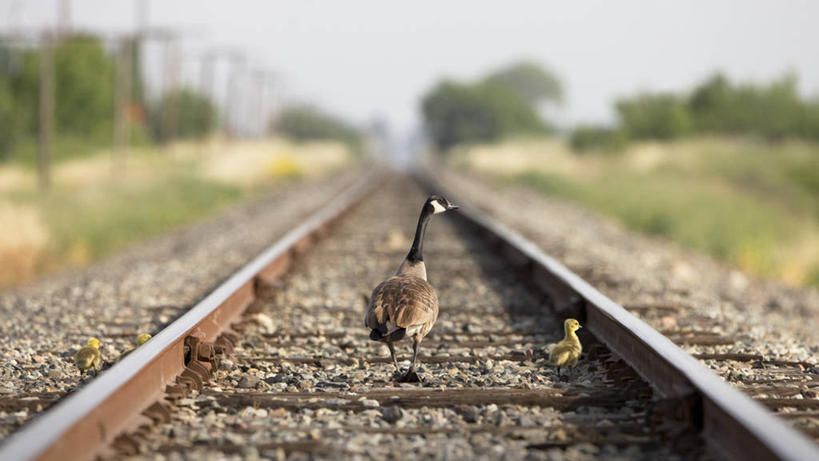 无人,横图,室外,白天,探险,路,铁路,鹅,美国,鸟类,轨道,交通,铁轨,教育,动物,看,力量,运输,摄影,生长,保护,幽默,知识,加利福尼亚,问题,加拿大黑雁,跟随,危险,步行,彩图,横越