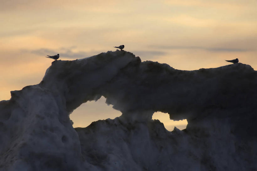 无人,横图,室外,白天,北极,冰山,全球变暖,海鸟,海鸥,野生动物,美国,鸟类,燕鸥,海岸线,自然,动物,摄影,生物学,剪影,北冰洋,北极燕鸥,岩石,彩图,波弗特海