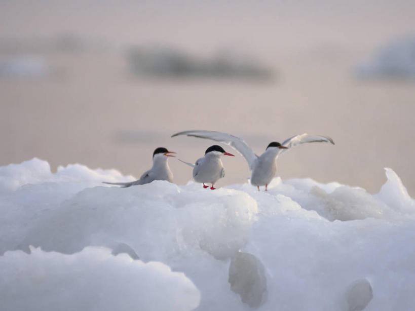 无人,横图,室外,白天,北极,冰山,全球变暖,海鸟,海鸥,野生动物,美国,鸟类,燕鸥,海岸线,自然,动物,摄影,气象,生物学,气候,北冰洋,北极燕鸥,彩图,波弗特海