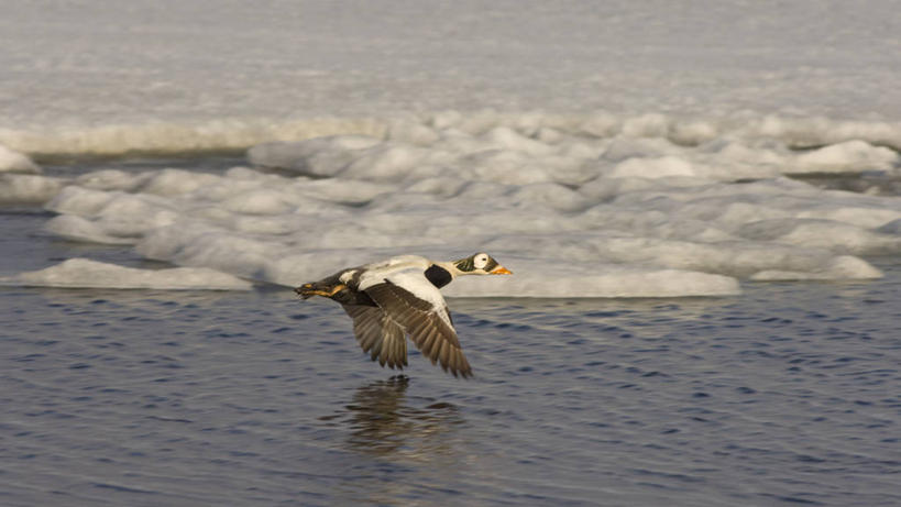 无人,横图,室外,白天,侧面,北极,湖,水,全球变暖,野生动物,美国,鸟类,鸭子,冰,海岸线,飞,自然,动物,摄影,气象,生物学,气候,潘塔纳尔湿地,绒鸭,彩图