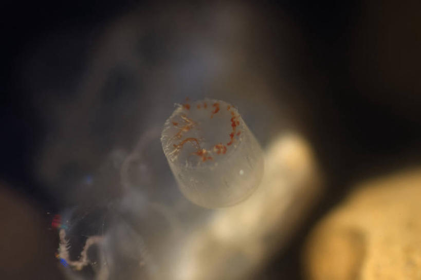 无人,横图,特写,全球变暖,野生动物,美国,无脊椎动物,动物,摄影,生物学,北冰洋,水母,彩图,波弗特海