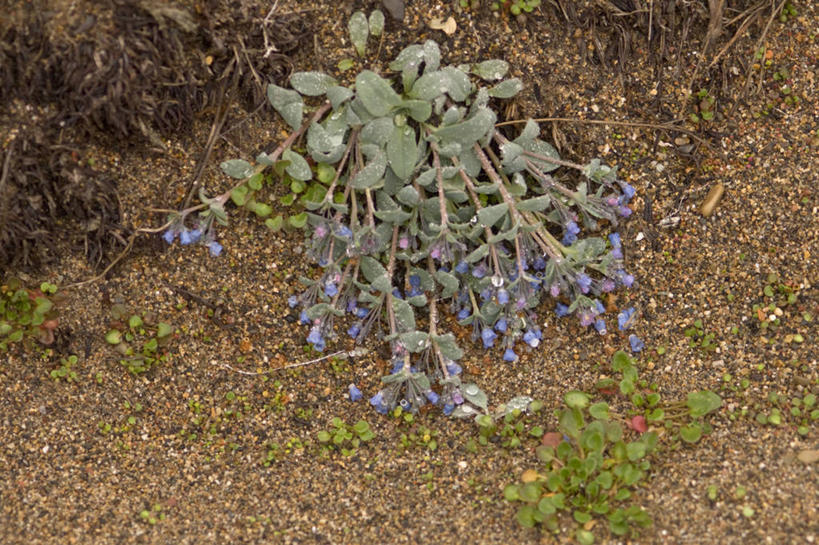 无人,横图,室外,特写,全球变暖,美国,野花,花,自然,夏天,摄影,国家野生动物保护区,彩图,冻原