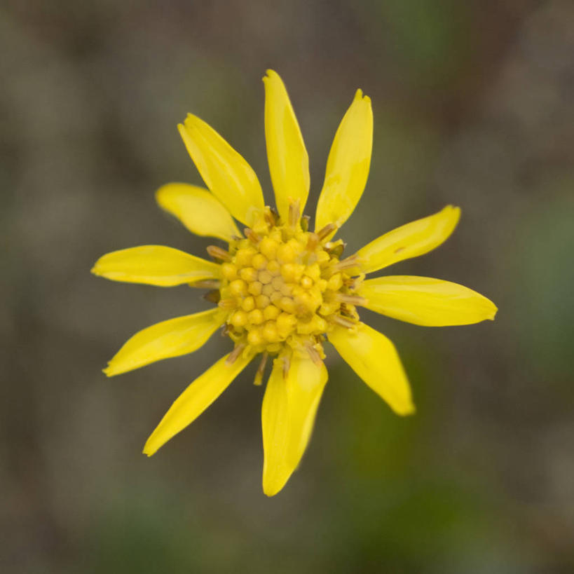 无人,方图,室外,特写,全球变暖,向日葵,美国,野花,花,自然,摄影,国家野生动物保护区,彩图