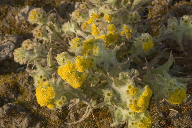 无人,横图,室外,特写,白天,全球变暖,向日葵,美国,野花,花,自然,摄影,国家野生动物保护区,彩图