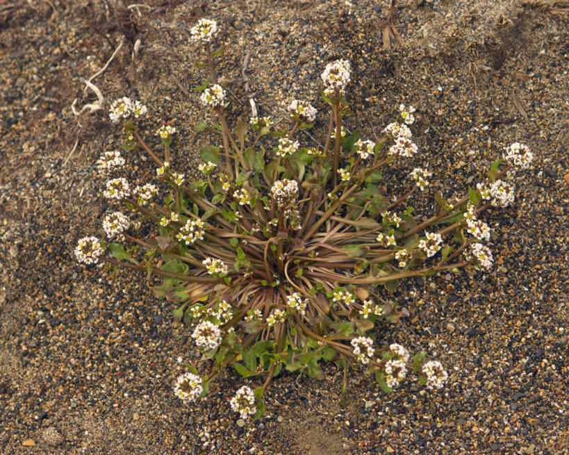 无人,横图,特写,全球变暖,美国,野花,花,自然,摄影,国家野生动物保护区,彩图,冻原