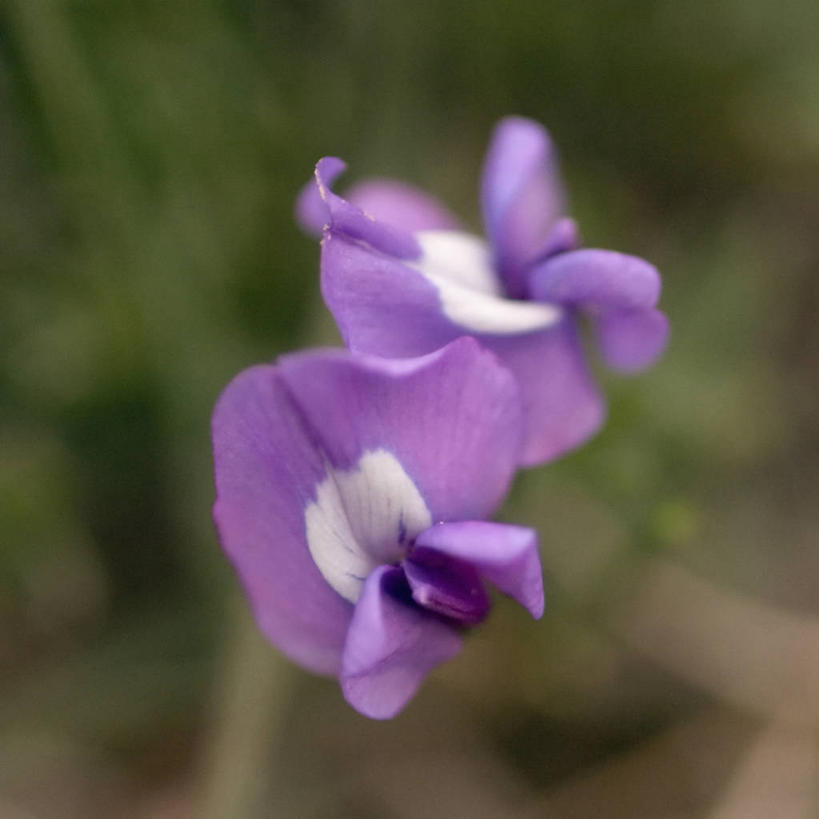 无人,方图,室外,特写,全球变暖,美国,野花,花,自然,摄影,白羽扇豆,国家野生动物保护区,彩图