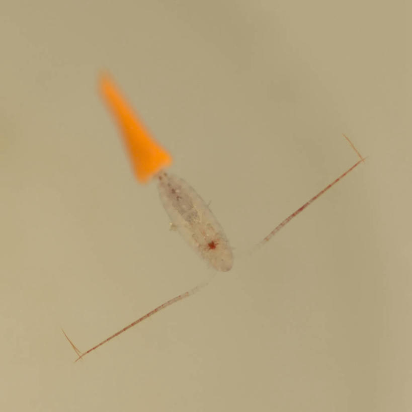 无人,方图,特写,水下,野生动物,美国,半透明,无脊椎动物,自然,动物,摄影,生物学,北冰洋,彩图,食物链,波弗特海