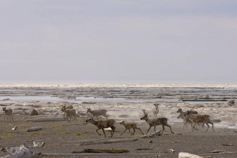 无人,横图,室外,白天,北极,水,全球变暖,哺乳动物,鹿,野生动物,美国,融化,冰,自然,动物,摄影,食草动物,气象,迁徙,生物学,气候,鹿角,小鹿,小牛,母牛,国家野生动物保护区,海滩,驯鹿,步行,彩图,波弗特海,弱点,冻原