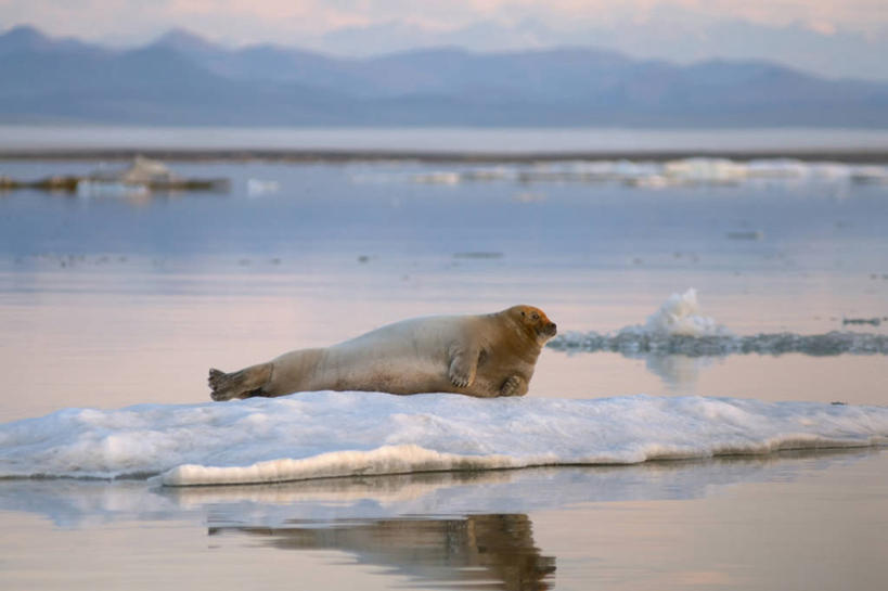 无人,横图,室外,白天,侧面,北极,水,全球变暖,哺乳动物,海豹,野生动物,美国,融化,捕食,冰,冰川,自然,动物,浮冰,休息,可爱,摄影,活泼,气象,生物学,气候,国家野生动物保护区,布鲁克斯山脉,彩图,波弗特海,冰架