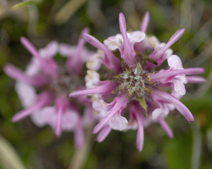 无人,横图,室外,特写,白天,全球变暖,美国,野花,花,自然,摄影,国家野生动物保护区,彩图