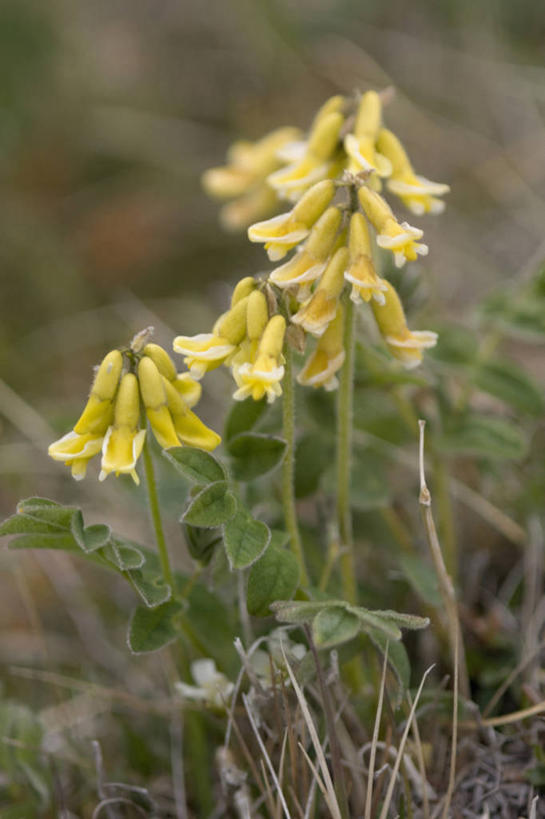无人,竖图,室外,特写,白天,全球变暖,美国,野花,花,自然,摄影,豌豆系,国家野生动物保护区,彩图