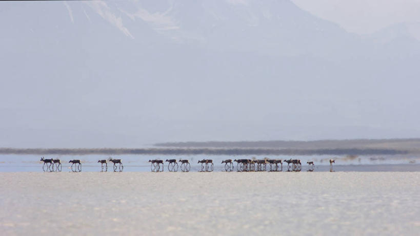 无人,横图,室外,白天,留白,北极,山,山脉,全球变暖,哺乳动物,野生动物,美国,自然,动物,夏天,摄影,食草动物,环境,迁徙,国家野生动物保护区,布鲁克斯山脉,驯鹿,彩图,冻原