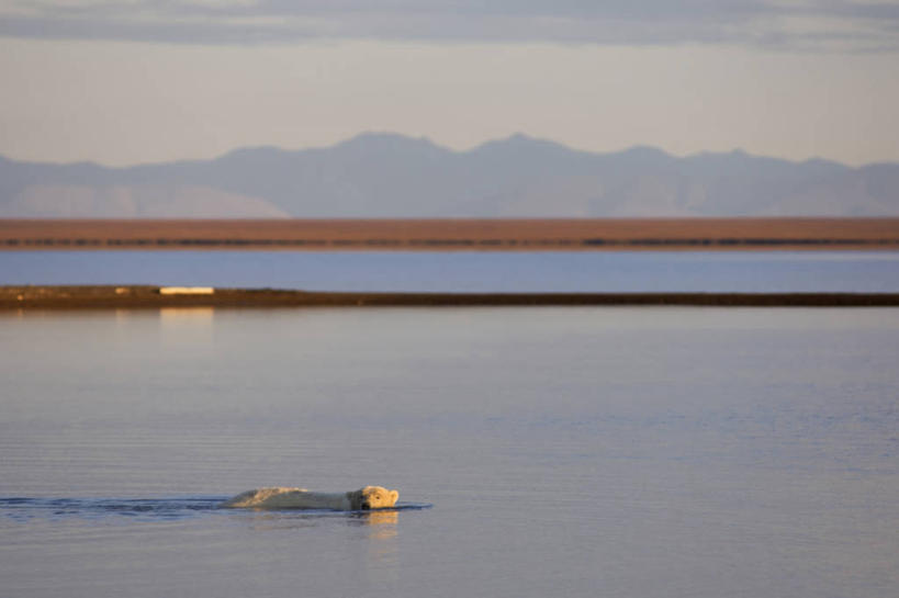游泳,无人,横图,室外,白天,北极,日落,山,山脉,水,全球变暖,北极熊,哺乳动物,野生动物,熊,美国,捕食,自然,动物,摄影,环境,生物学,国家野生动物保护区,潟湖,濒危物种,布鲁克斯山脉,彩图,弱点