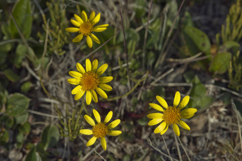 无人,横图,室外,特写,白天,全球变暖,美国,野花,花,自然,四个,摄影,国家野生动物保护区,彩图,冻原