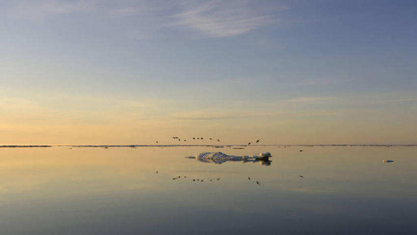 无人,横图,室外,白天,北极,日出,水,全球变暖,野生动物,美国,许多,融化,鸟类,尾巴,鸭子,冰,很多,飞,冰川,风景,动物,摄影,气象,环境,水禽,迁徙,气候,北冰洋,长尾鸭,海滩,彩图,波弗特海