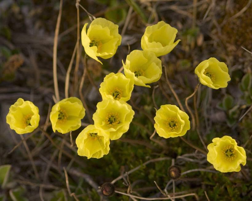 无人,横图,特写,全球变暖,美国,野花,花,黄色,自然,摄影,国家野生动物保护区,彩图,拉普兰罂粟,极地罂粟