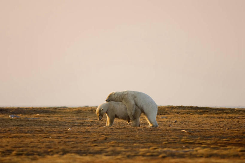 无人,横图,室外,白天,侧面,北极,日出,全球变暖,北极熊,哺乳动物,野生动物,熊,美国,环保,捕食,自然,动物,夏天,两只,摄影,能源,回收,资源,生物学,交配,利用,低碳,循环,支配,持续,国家野生动物保护区,濒危物种,彩图,弱点,动物行为