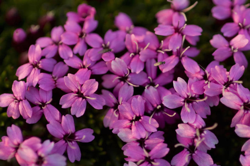 无人,横图,室外,特写,白天,植物,美国,野花,草药,药草,中药,花,自然,摄影,药材,中草药,中药材,本草,国家野生动物保护区,净瓶,麦瓶草,米瓦罐,面条菜,香炉草,蝇子草,彩图,梅花瓶