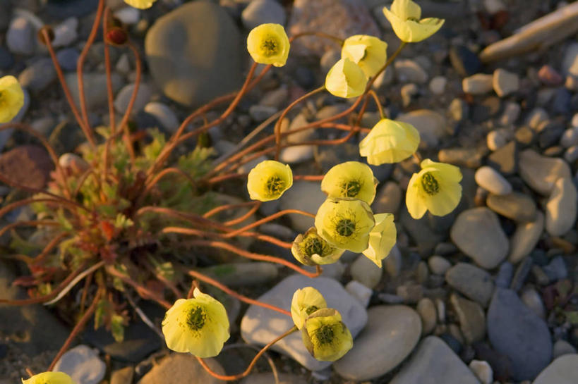 无人,横图,室外,特写,白天,美国,野花,花,自然,摄影,国家野生动物保护区,彩图,极地罂粟