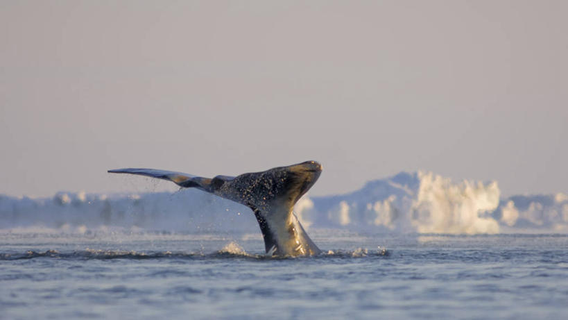 游泳,无人,横图,室外,白天,北极,水,全球变暖,哺乳动物,野生动物,美国,尾鳍,捕食,冰,自然,动物,浮冰,摄影,鲸,气象,环境,迁徙,生物学,气候,带领,北极露脊鲸,彩图,旅行,冰架