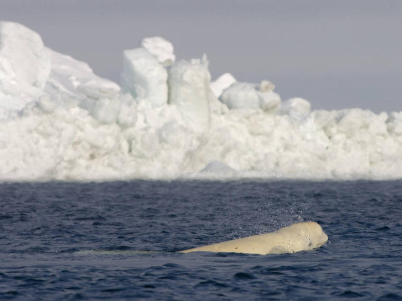 游泳,成年人,无人,横图,室外,白天,北极,水,全球变暖,哺乳动物,野生动物,美国,冰,自然,动物,浮冰,摄影,鲸,气象,迁徙,生物学,气候,吸气,带领,白鲸,鲸类,彩图,旅行,冰架